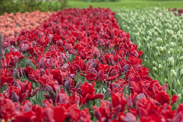 Tulipa 'Rococo'