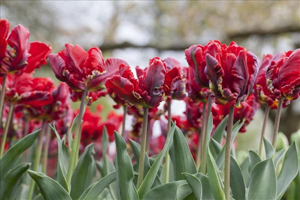 Tulipa 'Rococo'