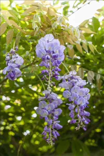 Wisteria sinensis