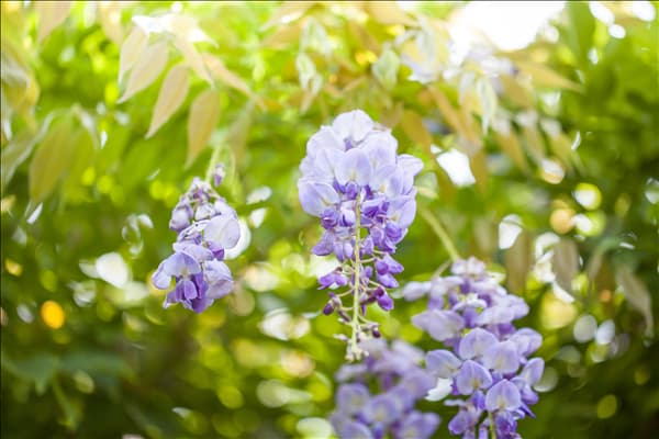Wisteria sinensis