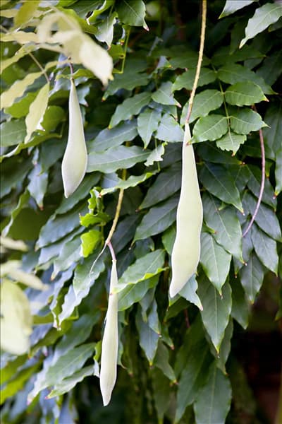 Wisteria sinensis