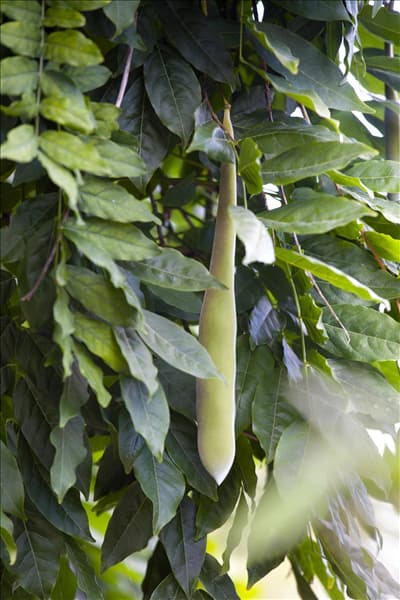 Wisteria sinensis