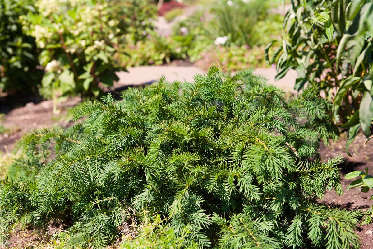 Taxus baccata 'Repandens'
