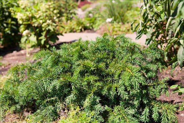 Taxus baccata 'Repandens'