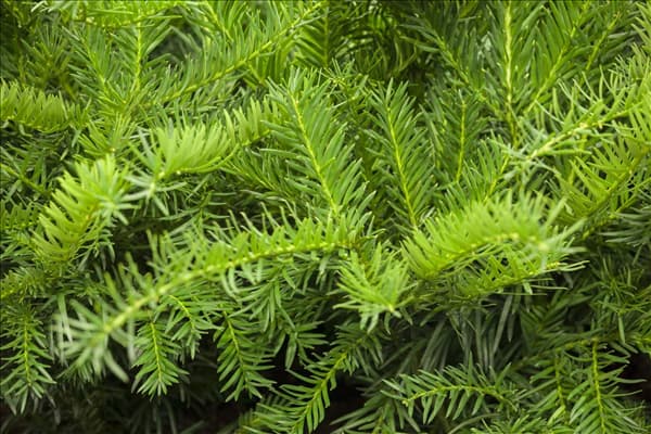 Taxus baccata 'Repandens'