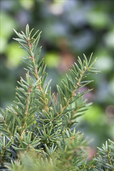 Taxus baccata 'Repandens'