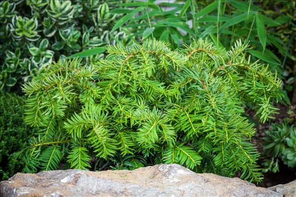 Taxus baccata 'Repandens'
