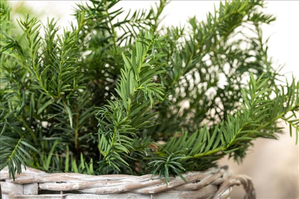 Taxus baccata 'Repandens'