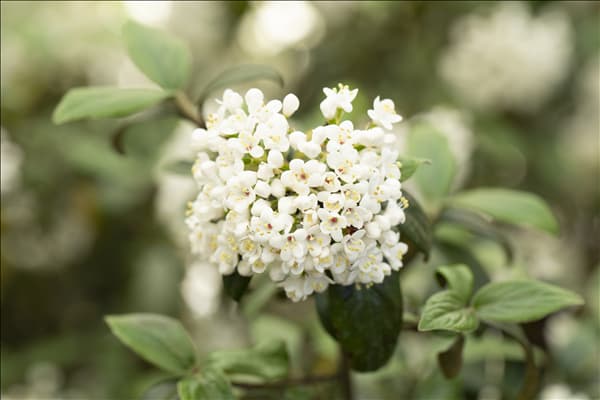 Viburnum x burkwoodii 'Conoy'