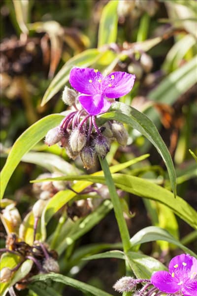 Tradescantia andersoniana