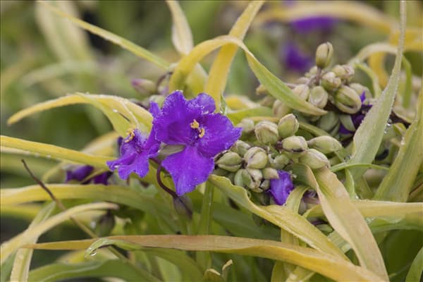 Tradescantia andersoniana, blau