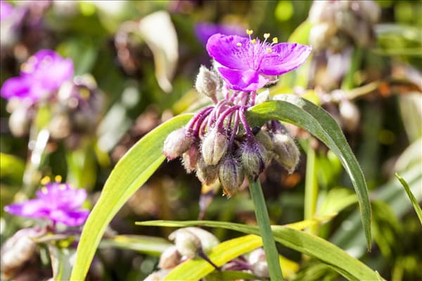 Tradescantia andersoniana