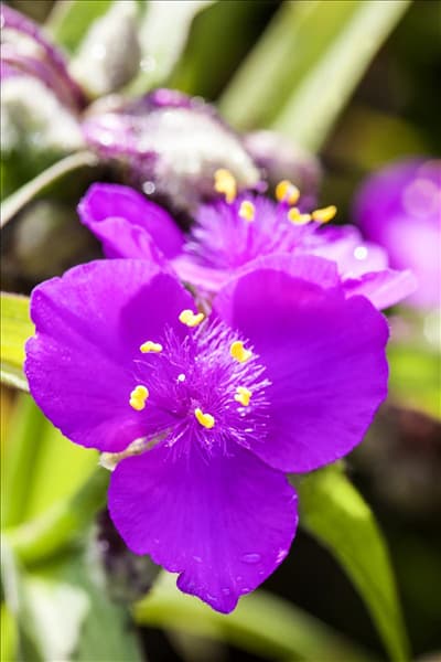 Tradescantia andersoniana