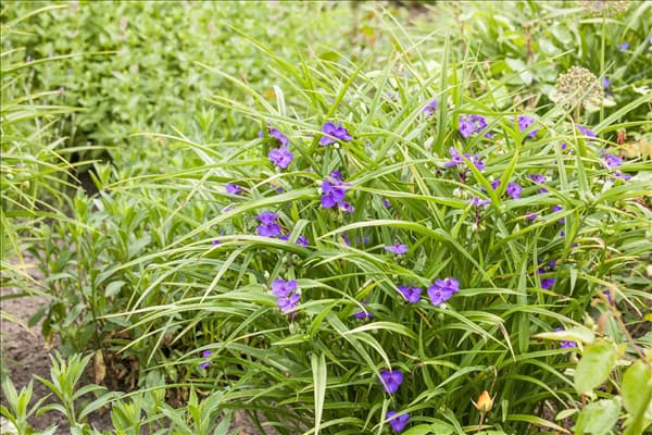 Tradescantia andersoniana