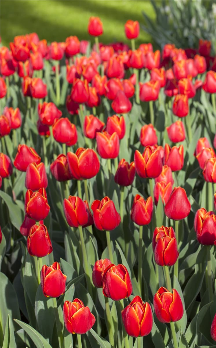 Tulipa Triumph