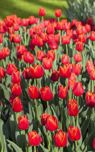 Tulipa Triumph