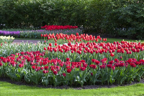 Tulipa Triumph
