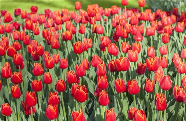 Tulipa Triumph
