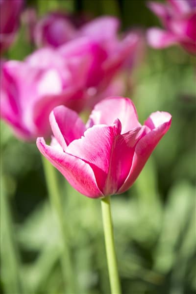 Tulipa Triumph