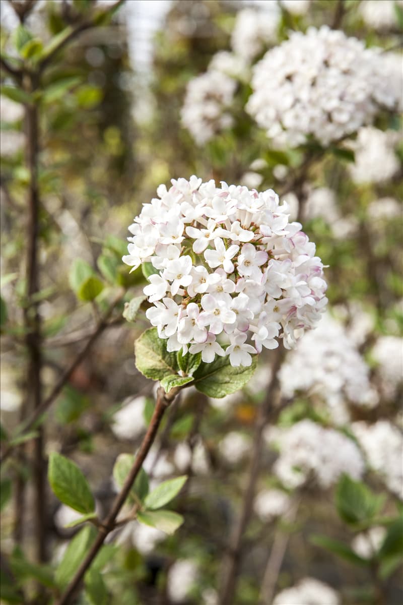 Viburnum x burkwoodii 'Mohawk'