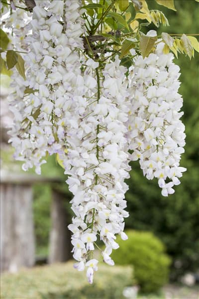 Wisteria sinensis 'Nivea'