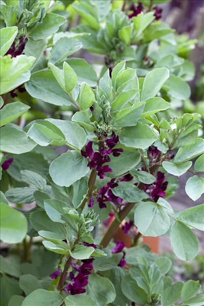 Vicia faba