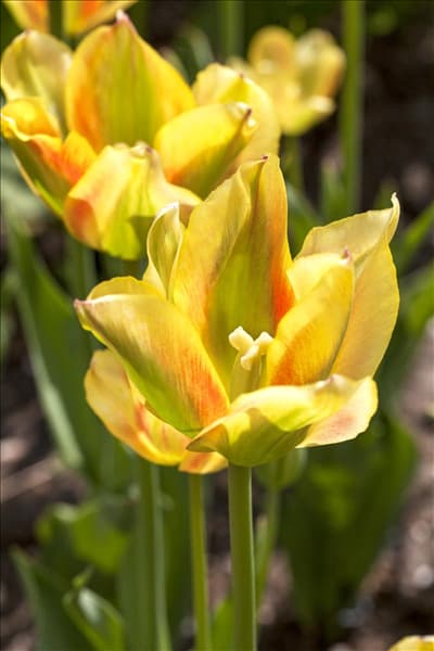 Tulipa viridiflora 'Artist'