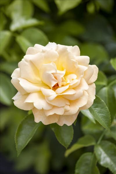 Strauchrose