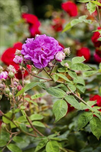 Rosa, rosa