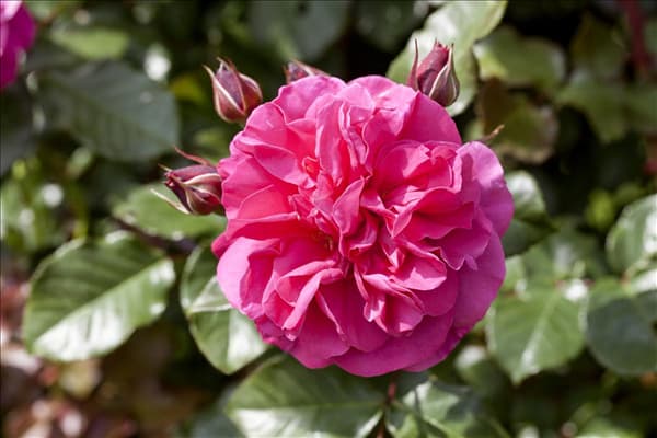 Rosa, rosa