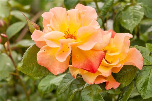 Strauchrose