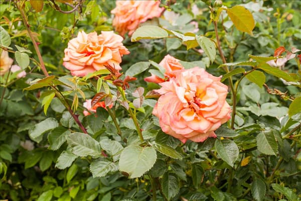 Strauchrose