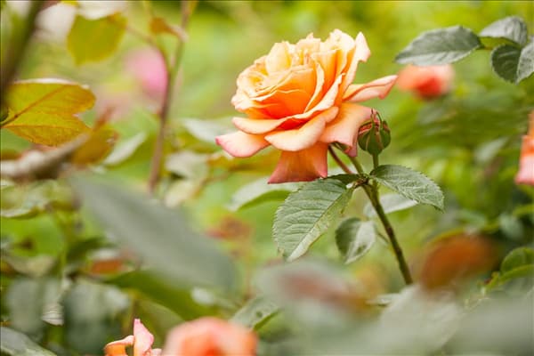 Strauchrose