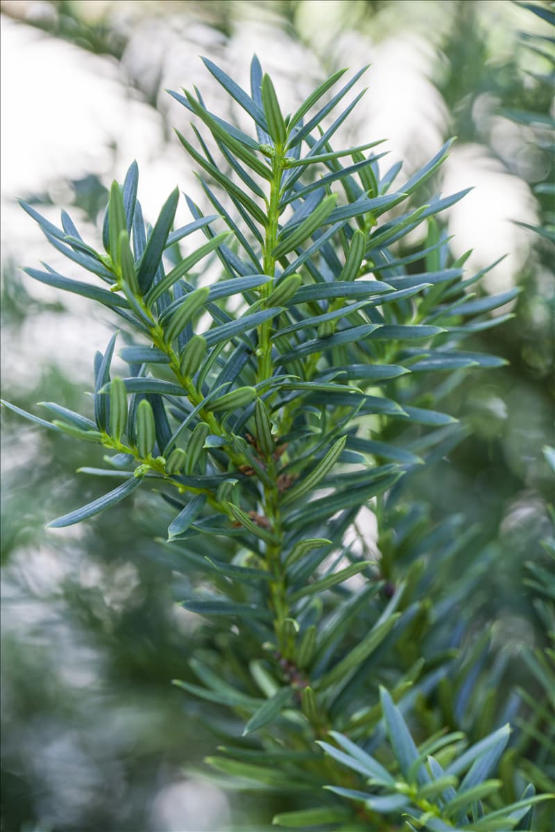 Taxus cuspidata 'Lescow'