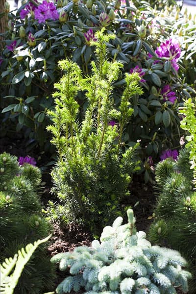 Taxus x media