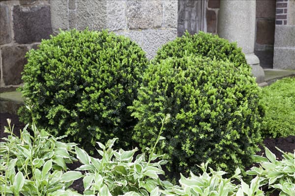 Taxus x media