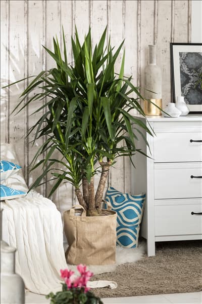 Yucca elephantipes