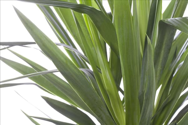 Yucca elephantipes
