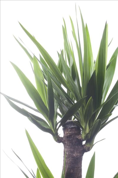 Yucca elephantipes