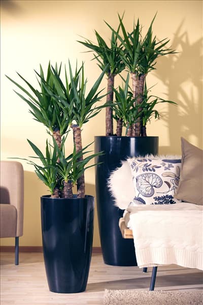 Yucca elephantipes