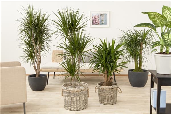 Dracaena marginata, Stamm