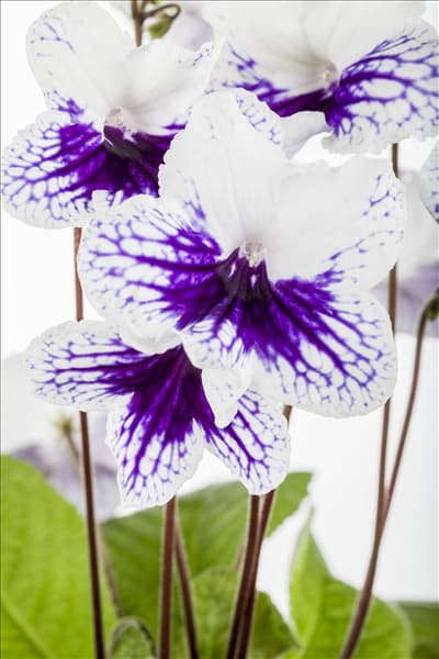 Streptocarpus 'Leyla'