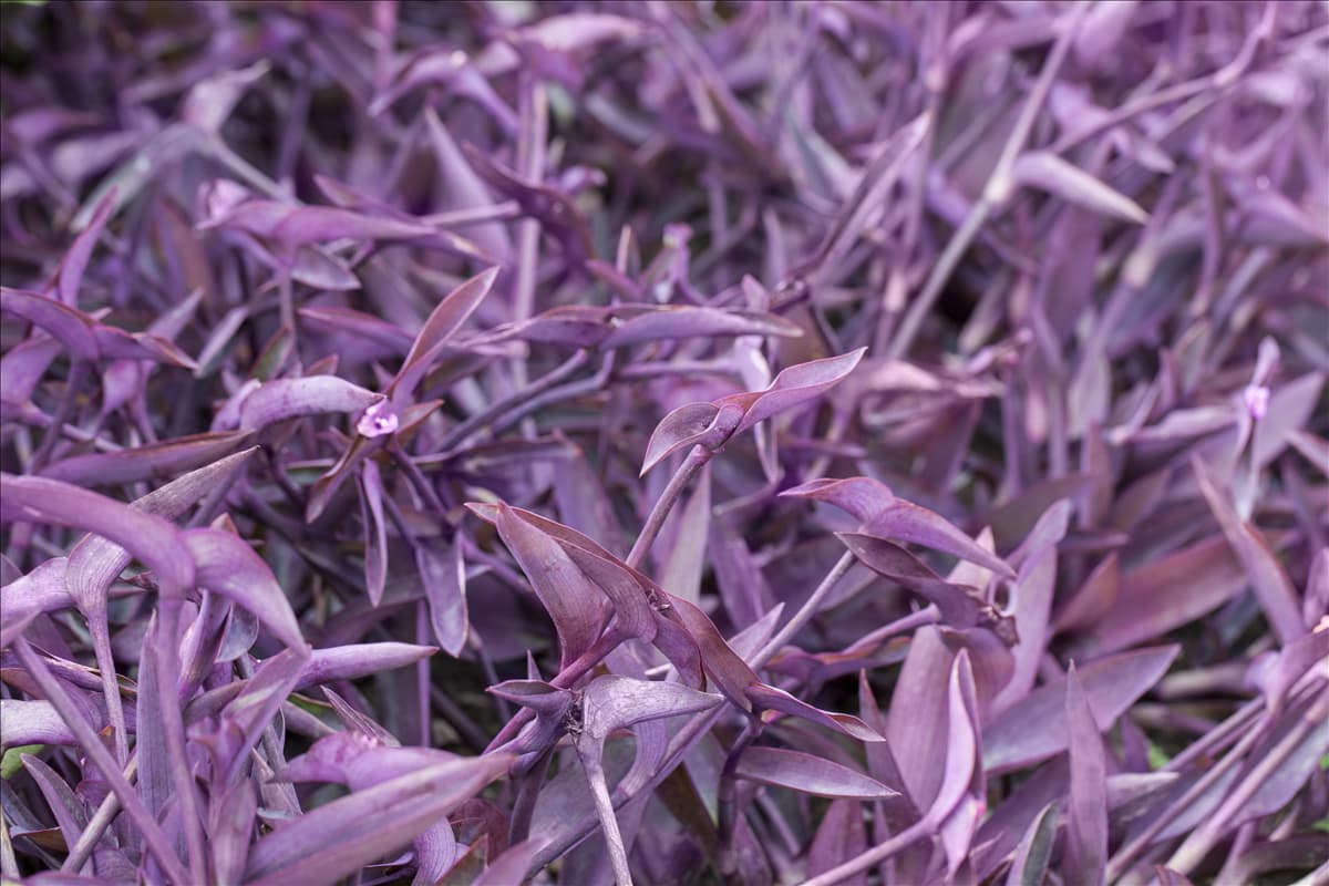 Tradescantia spathacea 'Purple Heart'
