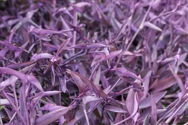 Tradescantia spathacea 'Purple Heart'