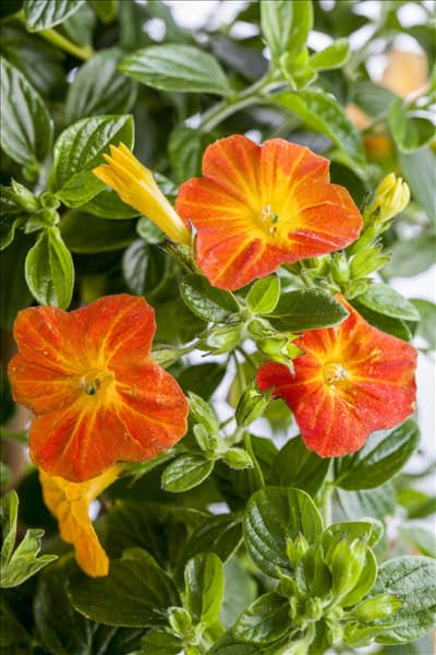 Streptosolen jamesonii