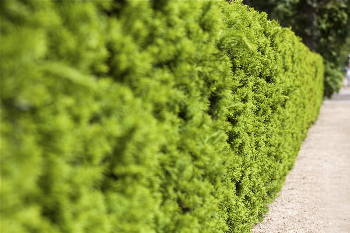 Taxus x media 'Hicksii'