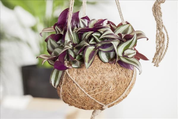 Tradescantia zebrina