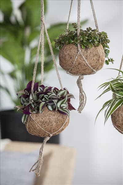 Tradescantia zebrina