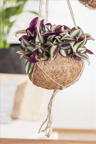 Tradescantia zebrina