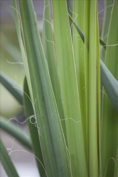 Yucca filamentosa